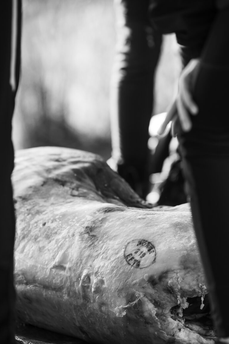 Reindeer carcass ready for butchering. Photo: Dánil Røkke