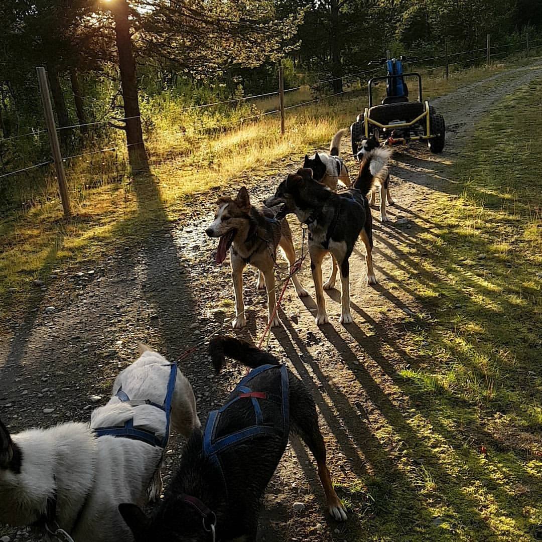 Et hundespann som står på en sti i sommerterreng