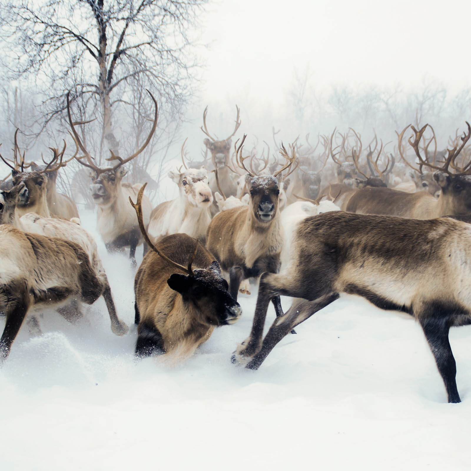 Reinflokk som løper i snø