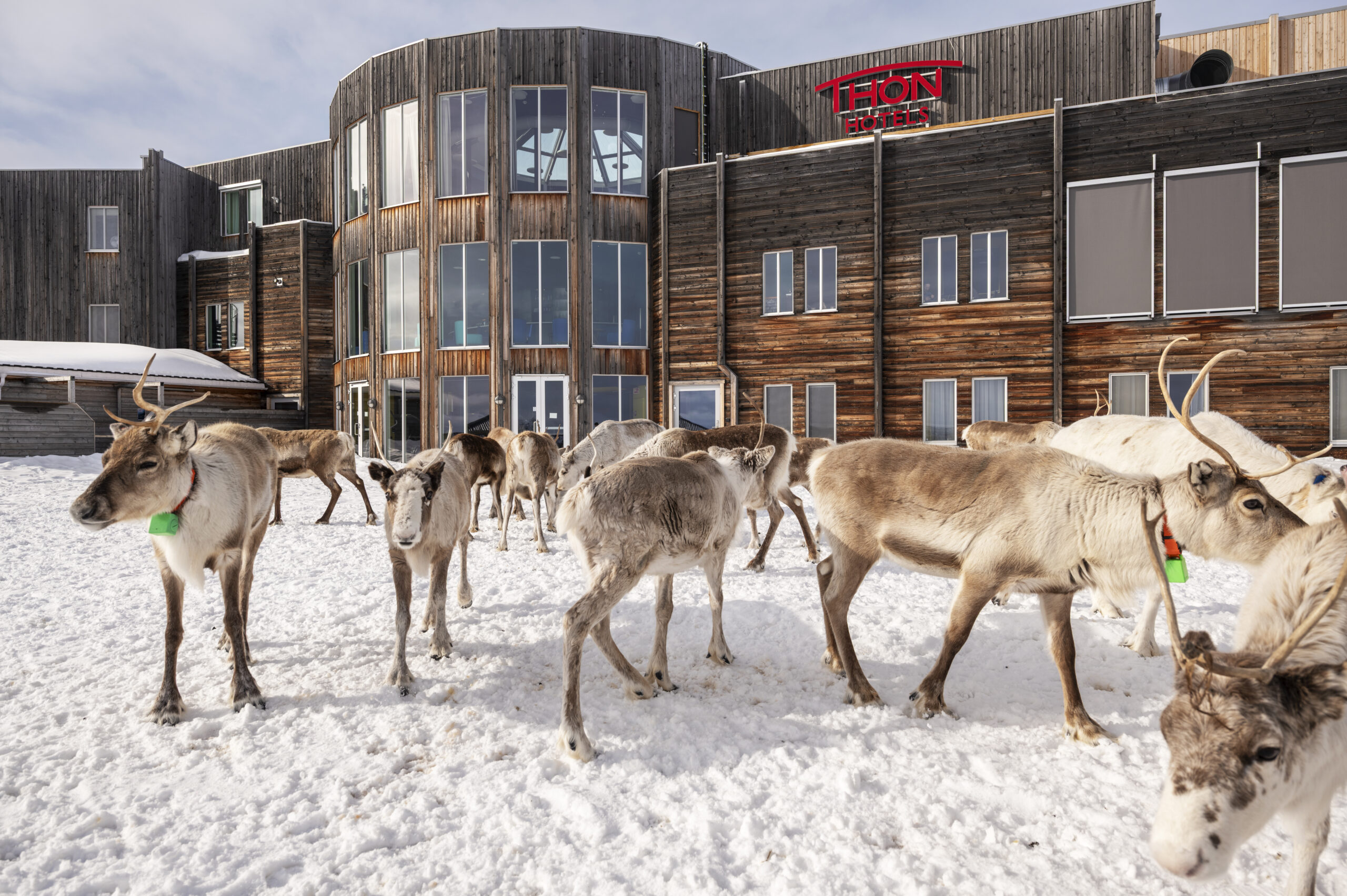 Rein som står utenfor Thon Hotel Kautokeino på vinteren